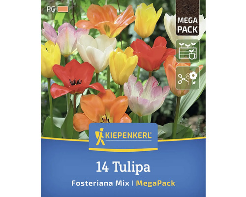 Kiepenkerl Logo. 14 Tulpen Fosteriana Mix im Megapack.