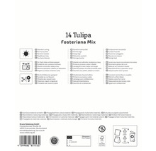 Informationen zu 14 Tulipa Fosteriana Mix: Standort sonnig, geeignet für Töpfe, Kübel und Kästen, als Schnittblumen geeignet, aus Kulturmaterial vermehrt
