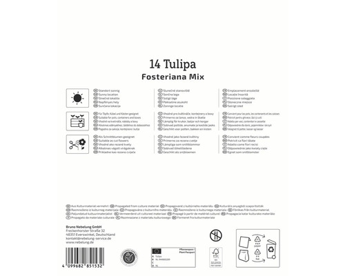Informationen zu 14 Tulipa Fosteriana Mix: Standort sonnig, geeignet für Töpfe, Kübel und Kästen, als Schnittblumen geeignet, aus Kulturmaterial vermehrt
