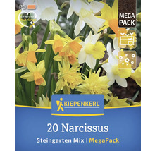 Packung Narzissen Steingarten Mischung MegaPack
