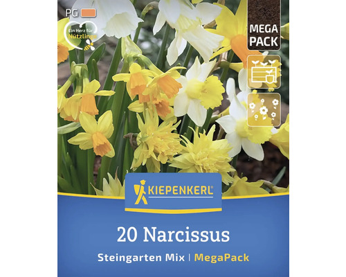 Packung Narzissen Steingarten Mischung MegaPack