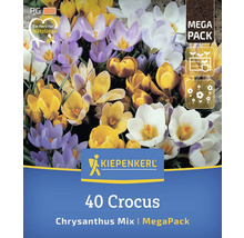 40 Krokusse Chrysanthus Mischung im Megapack