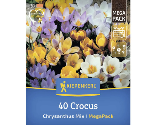 40 Krokusse Chrysanthus Mischung im Megapack