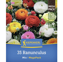 Kiepenkerl Logo, 35 Ranunkeln, Mischung, Megapackung