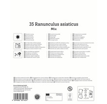 Informationen zu Ranunculus asiaticus Mix, einschließlich Standort, Verwendung und Vermehrung