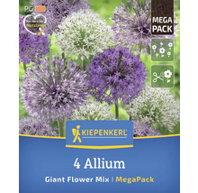 Kiepenkerl Logo. 4 Allium Riesenblütenmischung Megapackung.