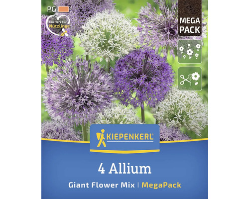Kiepenkerl Logo. 4 Allium Riesenblütenmischung Megapackung.