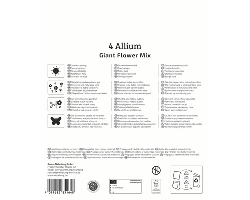 Informationen über Allium Giant Flower Mix: Standort, Verwendung, Insektenfreundlichkeit und Herkunft