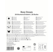 Rosy Dream Blumenzwiebeln Packung mit Informationen zu Pflanzort, Eignung und Eigenschaften