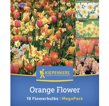 Kiepenkerl Orange Flower Blumenzwiebeln 18er-Pack