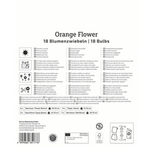 Informationen zu Orangenblumen, Blumenzwiebeln und Pflanzanweisungen