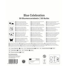 Blue Celebration Blumenzwiebeln Packung mit Informationen zu Standort, Verwendung, Eigenschaften und Herkunft
