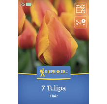 Kiepenkerl Logo, 7 Tulipa Flair