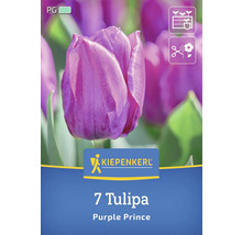 Kiepenkerl 7 Tulpen Purple Prince