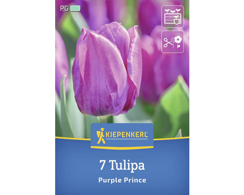Kiepenkerl 7 Tulpen Purple Prince