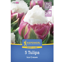 Verpackung mit fuenf Tulpen der Sorte Ice Cream