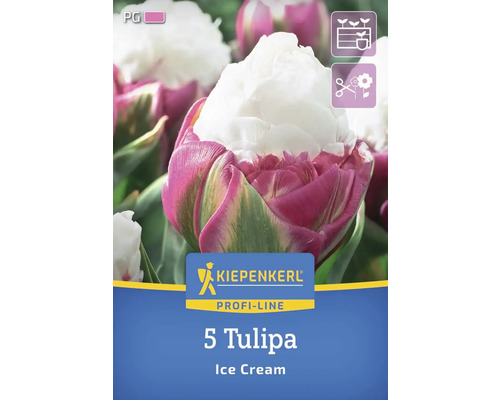 Verpackung mit fuenf Tulpen der Sorte Ice Cream