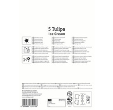 Informationen zu Ice Cream Tulpen, geeignet für sonnige Standorte, Töpfe und als Schnittblumen, aus Kulturmaterial vermehrt