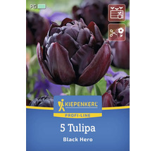 Verpackung mit fünf Tulpen der Sorte Black Hero