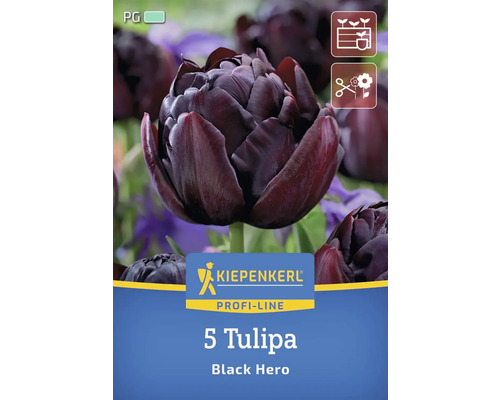 Verpackung mit fünf Tulpen der Sorte Black Hero