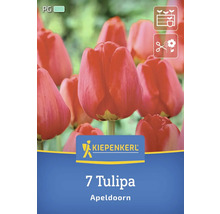 Kiepenkerl Logo. Packung mit sieben Tulpen Apeldoorn.