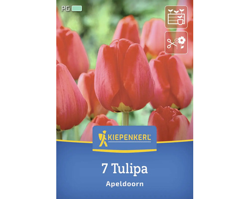 Kiepenkerl Logo. Packung mit sieben Tulpen Apeldoorn.