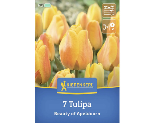 Kiepenkerl Logo, 7 Tulpen Beauty of Apeldoorn