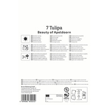 Informationen zu Tulpenstandort, Pflanzung und Verwendung