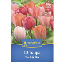 Kiepenkerl 10 Tulpen Van Eijk Mix Packung