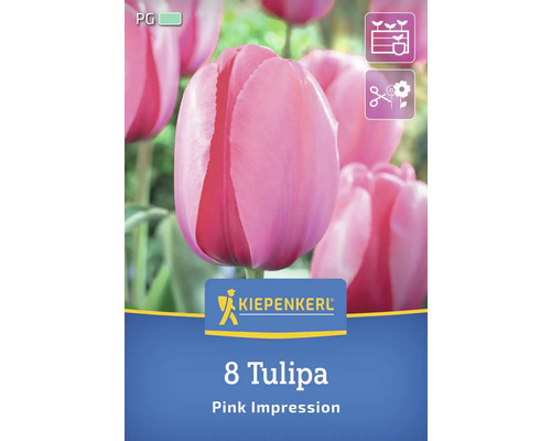 Verpackung mit acht Tulpen der Sorte Pink Impression
