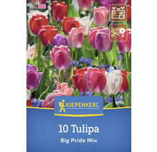 Verpackung mit 10 Tulpen Big Pride Mix