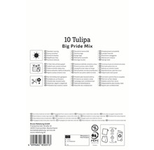 Verpackung von 10 Tulpen der Sorte Big Pride Mix mit Informationen zu Standort, Verwendung und Herkunft