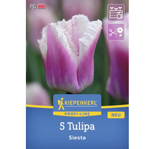 Verpackung mit fuenf Siesta Tulpen der Marke Kiepenkerl