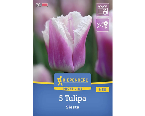 Verpackung mit fuenf Siesta Tulpen der Marke Kiepenkerl