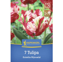 Kiepenkerl Logo. 7 Tulipa Estella Rijnveld.