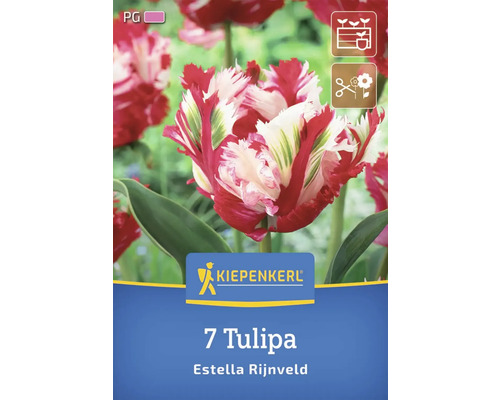 Kiepenkerl Logo. 7 Tulipa Estella Rijnveld.