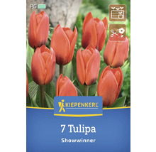 Packung mit 7 Tulpen der Sorte Showwinner
