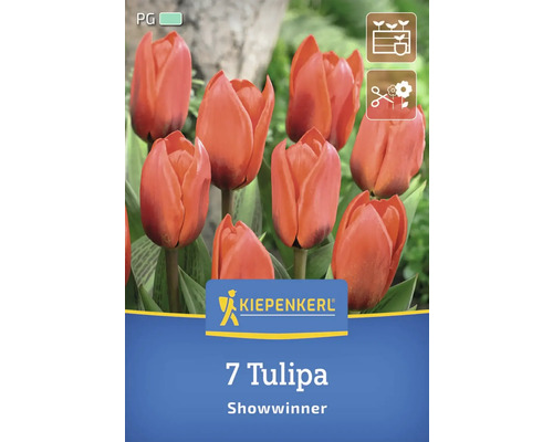 Packung mit 7 Tulpen der Sorte Showwinner
