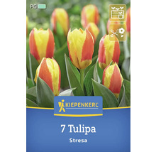Kiepenkerl Logo, Packung mit sieben Tulpen Stresa