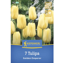 Verpackung mit sieben Tulpen der Sorte Golden Emperor