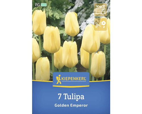 Verpackung mit sieben Tulpen der Sorte Golden Emperor