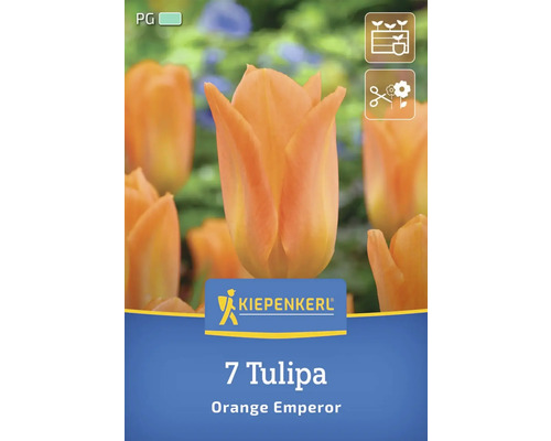 Kiepenkerl Logo, Packung mit 7 Tulpen Orange Emperor
