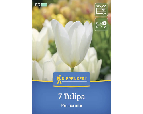 Verpackung mit 7 Tulpen Purissima