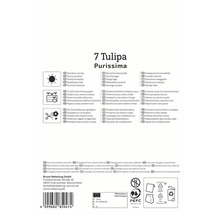 Informationen zu Tulpen Purissima, einschließlich Standort, Eignung für Töpfe und Schnittblumen