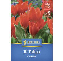 Packung mit zehn Tulpen der Sorte Fusilier