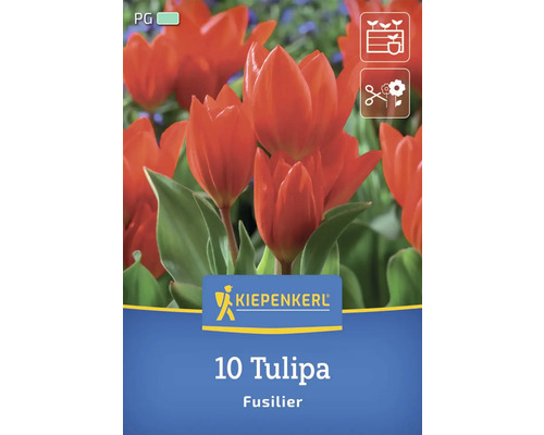 Packung mit zehn Tulpen der Sorte Fusilier