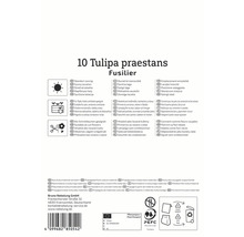 Informationen zu Tulipa praestans Fusilier: Standort, Verwendung, Vermehrung und Verpackung