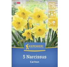 Verpackung mit 5 Narzissen der Sorte Carlton