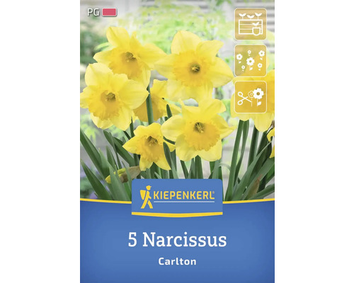 Verpackung mit 5 Narzissen der Sorte Carlton