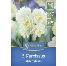 Packung mit 5 Narzissen der Sorte Cheerfulness